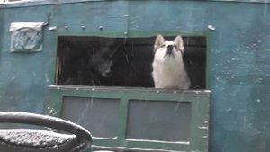 Поездка в лес. Каракат.