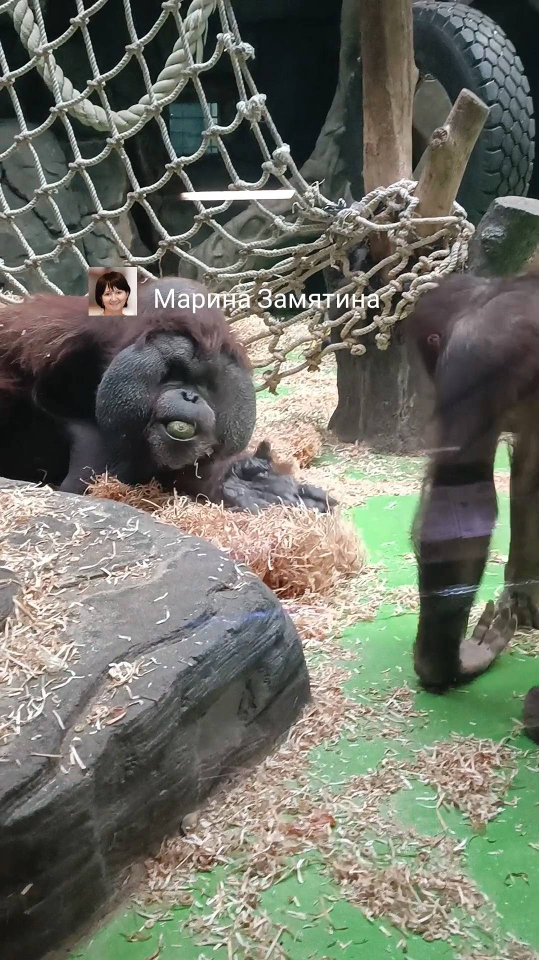 Семья борнейских орангутанов.