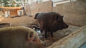 Сельское хозяйство 1 часть - звуки животных коровы, козы, свиньи, курицы, лошади