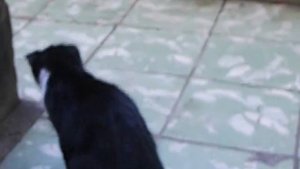 Кубинский кот vs скорпион