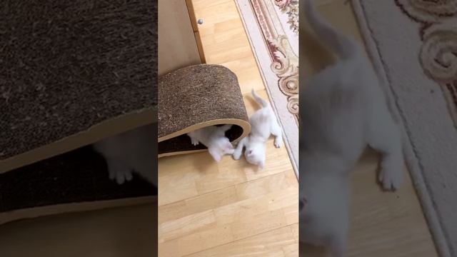 Котята кошки Кайли бегают и веселятся вокруг Новогодней ёлочки.