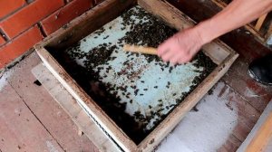 Пчелы погибли