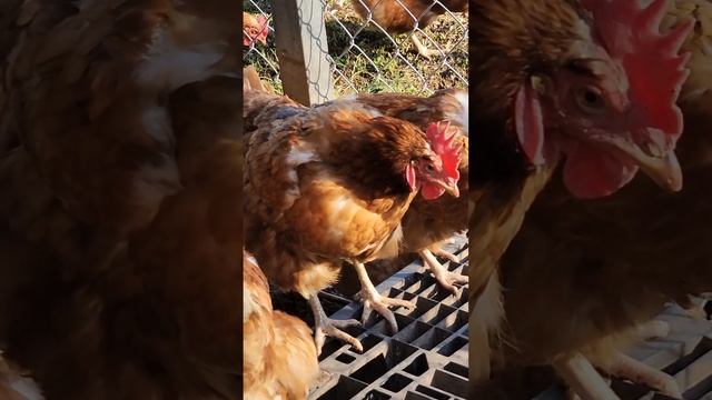 ЧТО СЛУЧИЛОСЬ С КУРИЦЕЙ // США смотреть онлайн