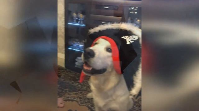 Рождение страшного монстра. Что стало с собакой. смотреть онлайн