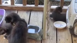 Котята любят поиграть / Kittens like to play .