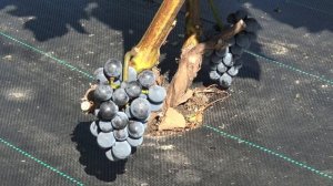 Виноград Каберне мичуринский