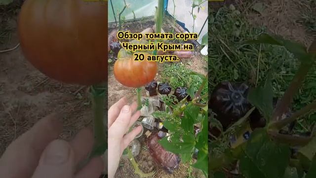 Обзор томата сорта Чёрный Крым за лето. 20 августа. #огород #помидоры #дача