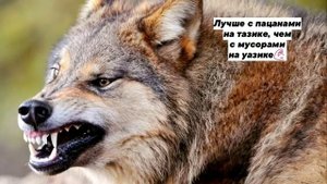 великие цитаты волка ауф☝️
