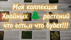 🌲Моя коллекция хвойных растений что есть и что будет!!!🌲