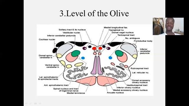 NEUROANATOMY OF THE BRAINSTEM