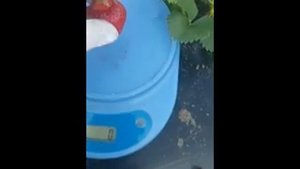 Клубника РОМИНА. Вкусный ранний сорт.