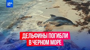 Восемь мертвых краснокнижных дельфинов нашли у берегов Черного моря