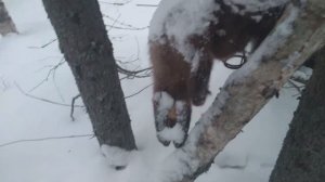 Охота. Проверка капканов на куницу.