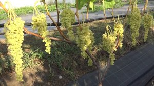 Виноград кишмиш Лорус