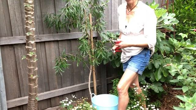 Bush Tucker Gardening Part 2: Gumbi gumbi harvest and prune