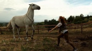 A young woman trains a horse. The horse rears.
