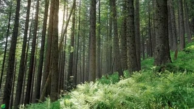 Красивая расслабляющая музыка для снятия стресса — Расслабляющая музыка для духовного исцеления и ме