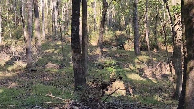 ПОСЛЕ УРАГАНА HELENE СНИМАЮТ ДЕРЕВО С СОСЕДСКОГО ДОМА / ЮЖНАЯ КАРОЛИНА / США смотреть онлайн