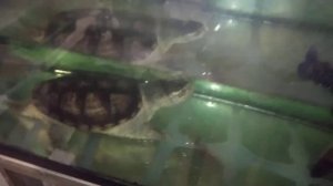 Каймановая черепаха разрывает рыбу.