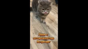 Взяли кошечку #1