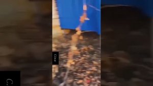 Подборка смешных котиков