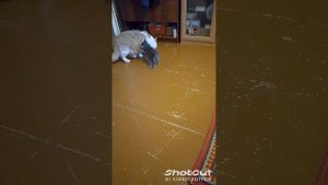 котики