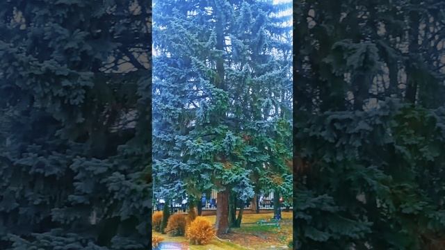 Танец ветра