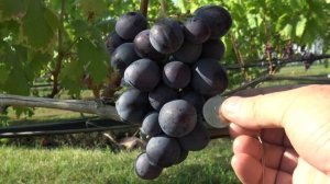 Виноград Раджа