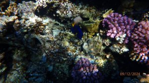 Домашний риф отеля Stella Di Mare Sh.el.Sh.