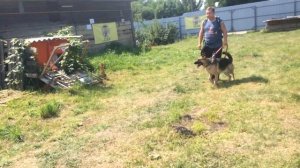 ШДС ТРОЯ Квест с собакой Домик в деревне