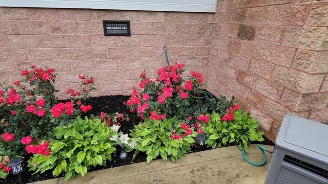 ПОДВЯЗЫВАЮ ОГУРЦЫ И ПОМИДОРЫ / ТОРНАДО ПРОШЛО МИМО ! ? КАК ВЫСТОЯЛ МОЙ ОГОРОД ? США смотреть онлайн