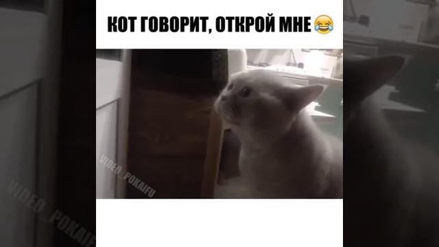 кот говорит-открой дверь