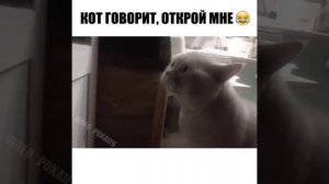 кот говорит-открой дверь