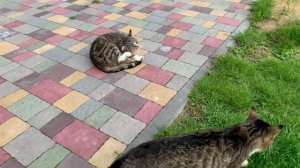 Кошки 😾 и Валерьянка 🧪