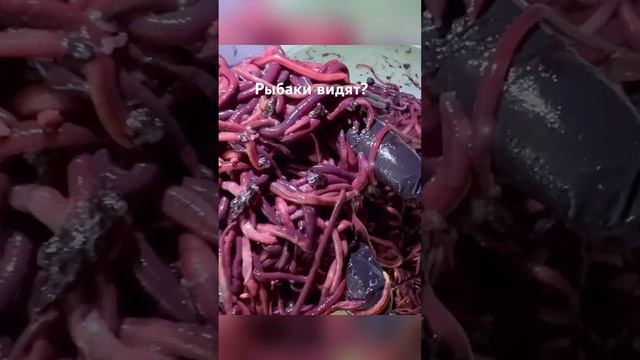 Рыболовный сезон 2024 #shortsvideo #дендробена #разведение #fishing #бизнесснуля #вобла