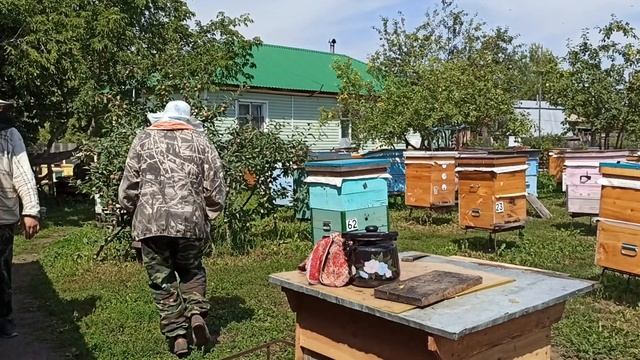 Начали качать мёд – золото Алтайских полей. Обзор добычи мёда на пасеке. Отправляем от 3 л по России