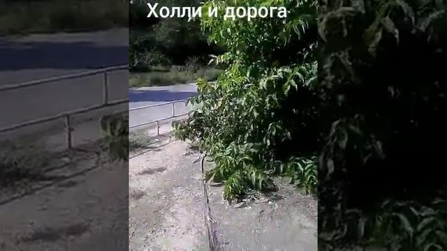 Дрессировка собак.Немецкий дог Холли.( дорога ) смотреть онлайн