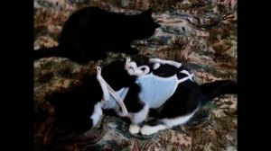 🐱 Кошка Мурка и Кот Жук  Песня про кота