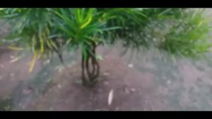 lantana indonesia |bonsai bunga modal tenaga hasil lumayan mempesona