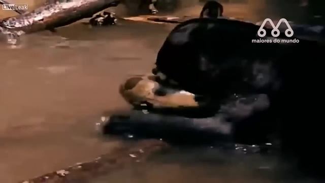 QUANDO A SUCURI ENCONTRA UMA ONÇA PRETA смотреть онлайн