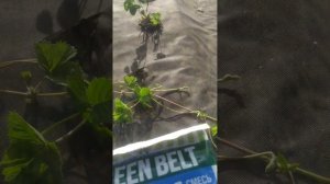 обрезка клубники после плодоношения и обработка от грибковых заболеваний и вредителей