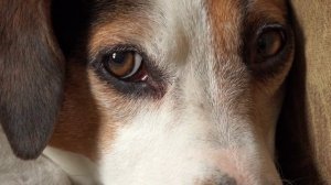 🐾 Какие лекарства доступны для животных в ветаптеках?
