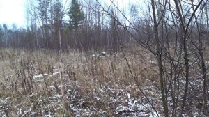 Охота на зайца с русской гончей или как я стал гончатником.