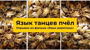 Язык танцев пчёл. Отрывок из фильма "Язык животных", 1967 года