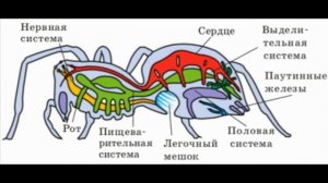 Биология с нуля. Общая характеристика Членистоногих.