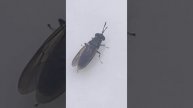 Los Angeles, fly, cleaning itself