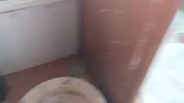 Чистейшее серебро 999.9 пробы из переключателей П2Г3. смотреть онлайн