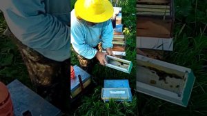 Подсадка плодных маток вместе с нуклеусом. Улей УДав, идеальная система пчеловождения.