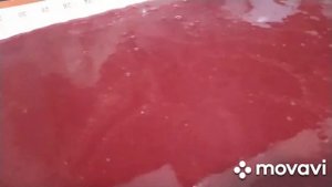 Пастила из вишни. Вкусное полезное лакомство. Большой урожай вишни! Делаю заготовки на зиму