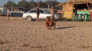 Лека лека тока тока Должанская